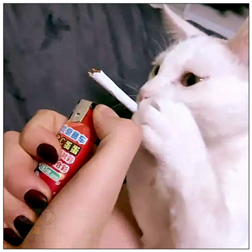 猫咪抽电子烟会怎么样，猫咪闻电子烟的烟有危害吗